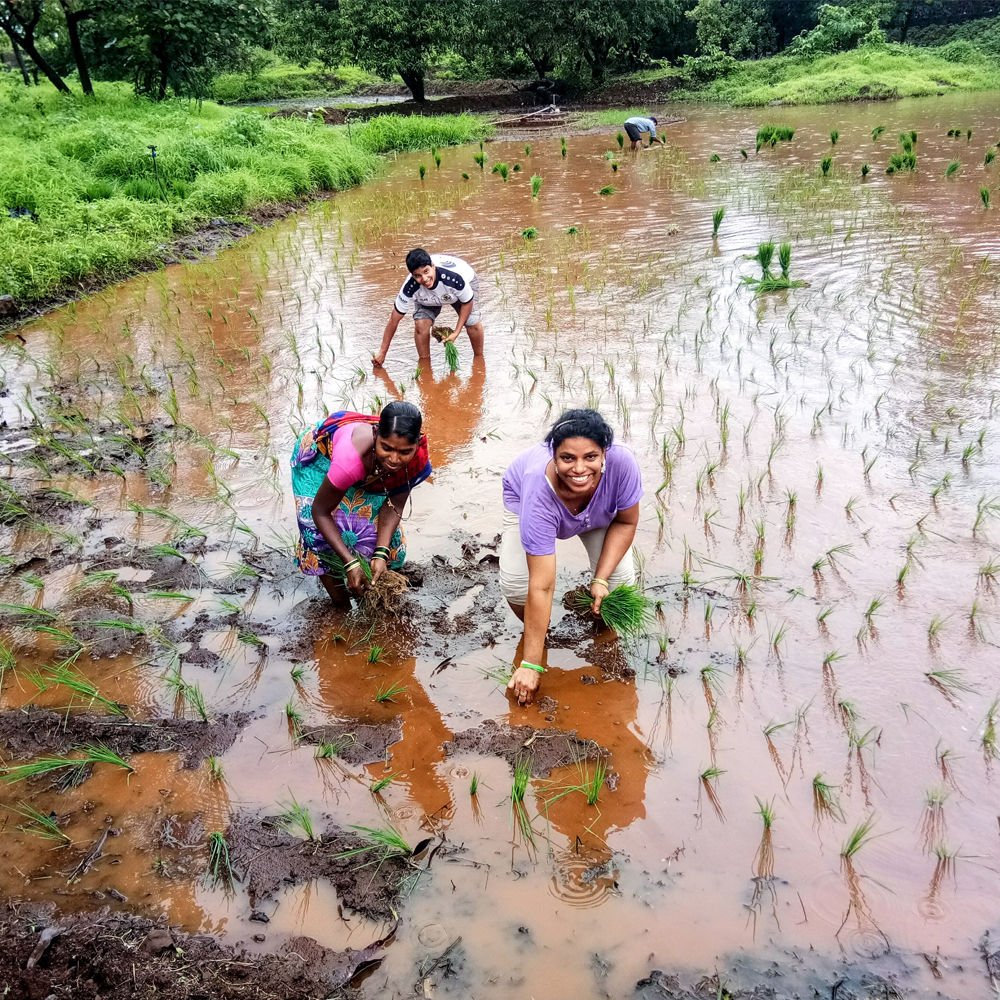 payal-planting-organic-rice-at-umang-wwti-organic-farming